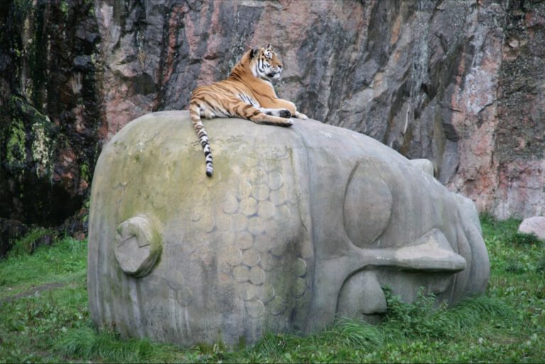 Tiger und Buddha stehen als Symbol für Kraft, Dynamik und Stille und Meditation als Einheit