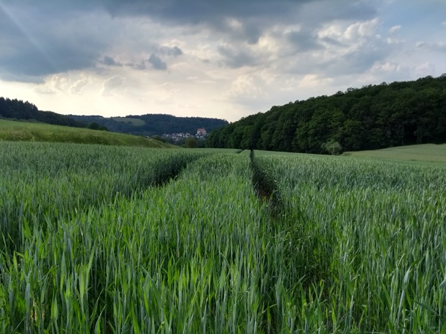 Feld zum Horizont